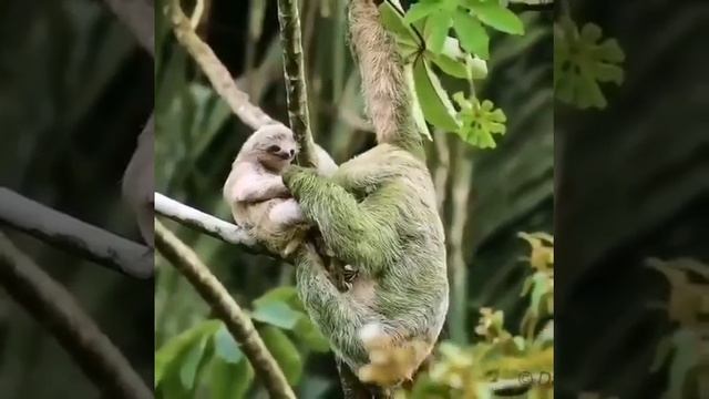 Детеныши ленивцев полагаются исключительно на мать примерно в течение первого года своей жизни. смотреть онлайн