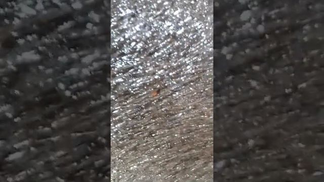 Народное средство от блох - дёготь сосновый смотреть онлайн