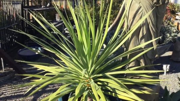 SUCCULENT GARDEN TOUR / TREE ALOES / ALOIDENDRON BARBERAE/ LOVE OF PLANTS 🌻