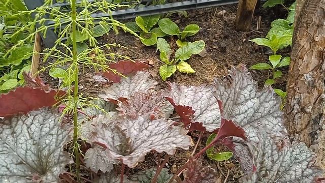 Запретные заклинания