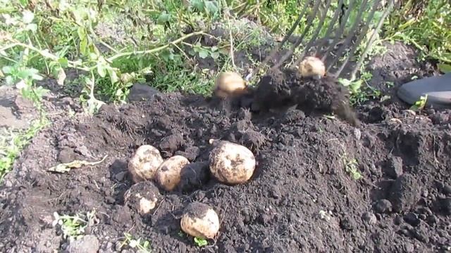 Антошка, Антошка пойдём копать картошку... смотреть онлайн