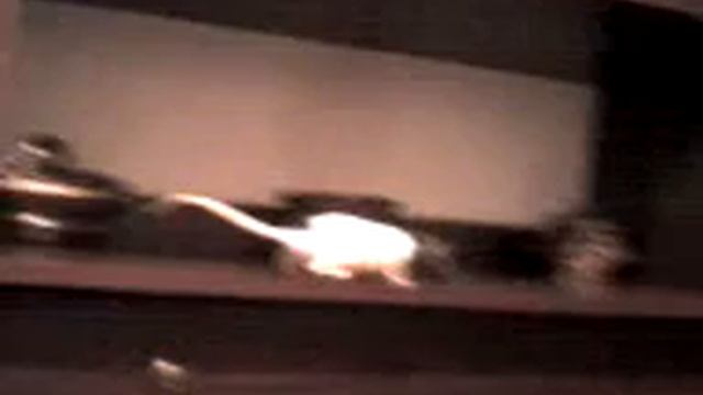 Дружба кошки и крысы смотреть онлайн