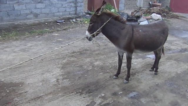 дагестан, хрюг. осел лезгинский смотреть онлайн