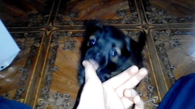Лудчший друг моей жизни это мой пес смотреть онлайн