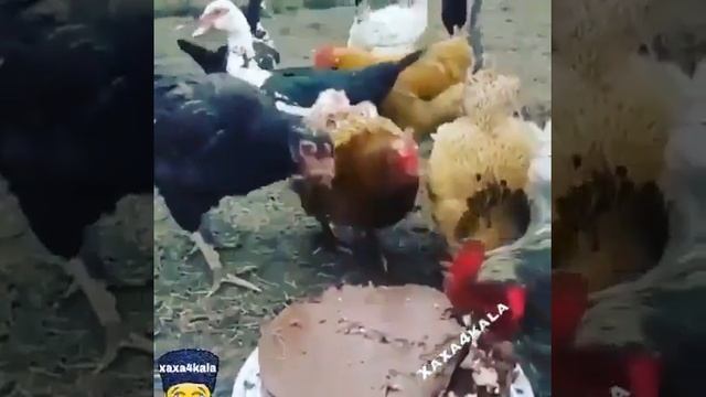 Отмечаем день рождение петуха с друзями смотреть онлайн
