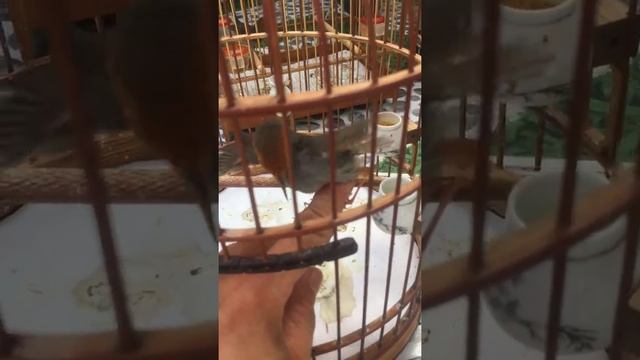 Sâu đầu đỏ đá tay. Bird singing Orthotomus sepium смотреть онлайн