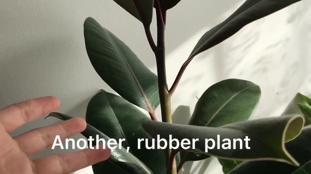 How to care your houseplants for the upcoming winter? смотреть онлайн