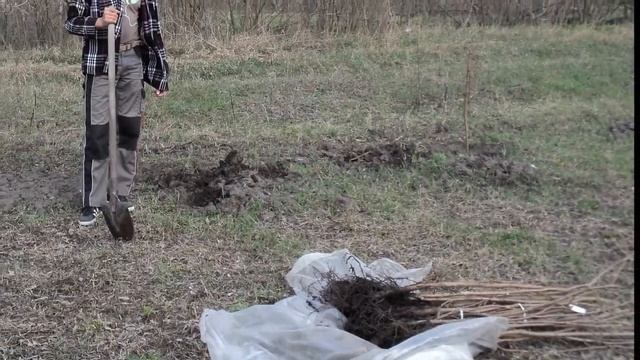 Коллекционный участок ФУНДУКА. Практик ореховод. смотреть онлайн