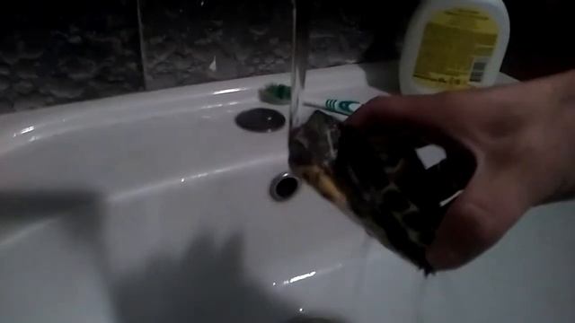 Черепашка кусает воду! смотреть онлайн