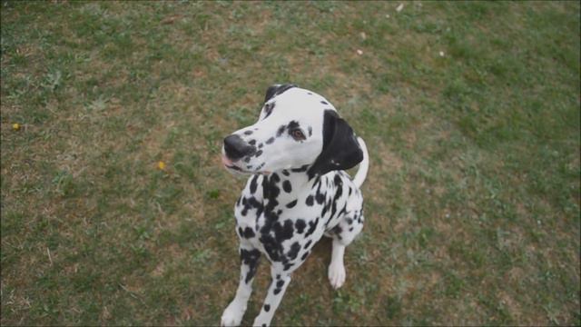 Dog Tricks by Dalmatian Yuma смотреть онлайн