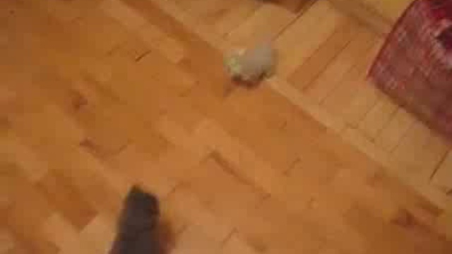 Котэ-ниндзя смотреть онлайн