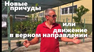 #163 Новые причуды или движение в верном направлении