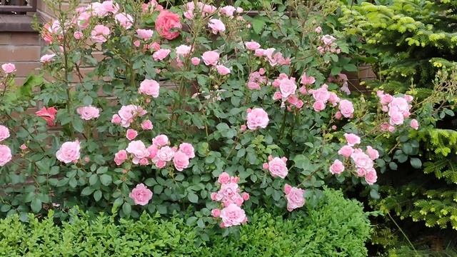 Розы продолжают цветение, Боника 82, Мидсаммер. Цветет декоративная жимолость смотреть онлайн