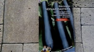 Баклажан Черная пантера - ознакомление