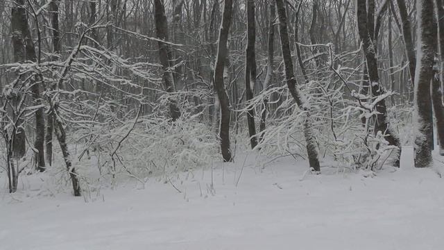 Зимняя сказка (стихотворение В. Гаазова) смотреть онлайн