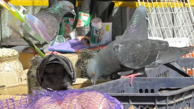 Воришки (продавец отошла на минутку) смотреть онлайн