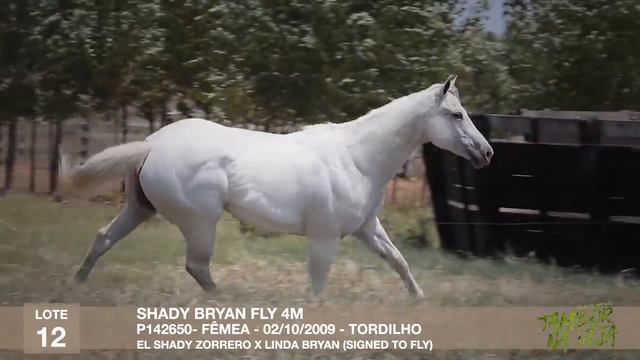 SHADY BRYAN FLY 4M - 1º LEILÃO VIRTUAL TAMBOR NA VEIA смотреть онлайн