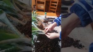 Эхмея. Пересадка эхмеи.