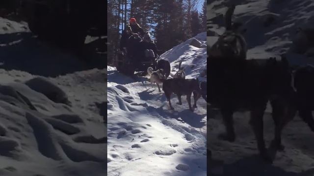 Winter Rolling Dog Sled Ride смотреть онлайн