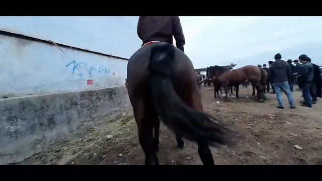 БОЗОРИ ДУШАНБЕ ЛЕНИНСКИЙ РАЙОН НАРХИ АСП 22-декабр/РЫНОК ДУШАНБЕ ЛЕНИНСКИЙ Р/Н ЦЕНА ЛОШАДИ 22-декаб смотреть онлайн