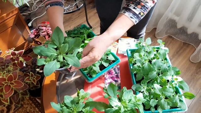 ПЕТУНИЯ И КОБЕЯ. Результаты пикировки и подкормки рассады. смотреть онлайн