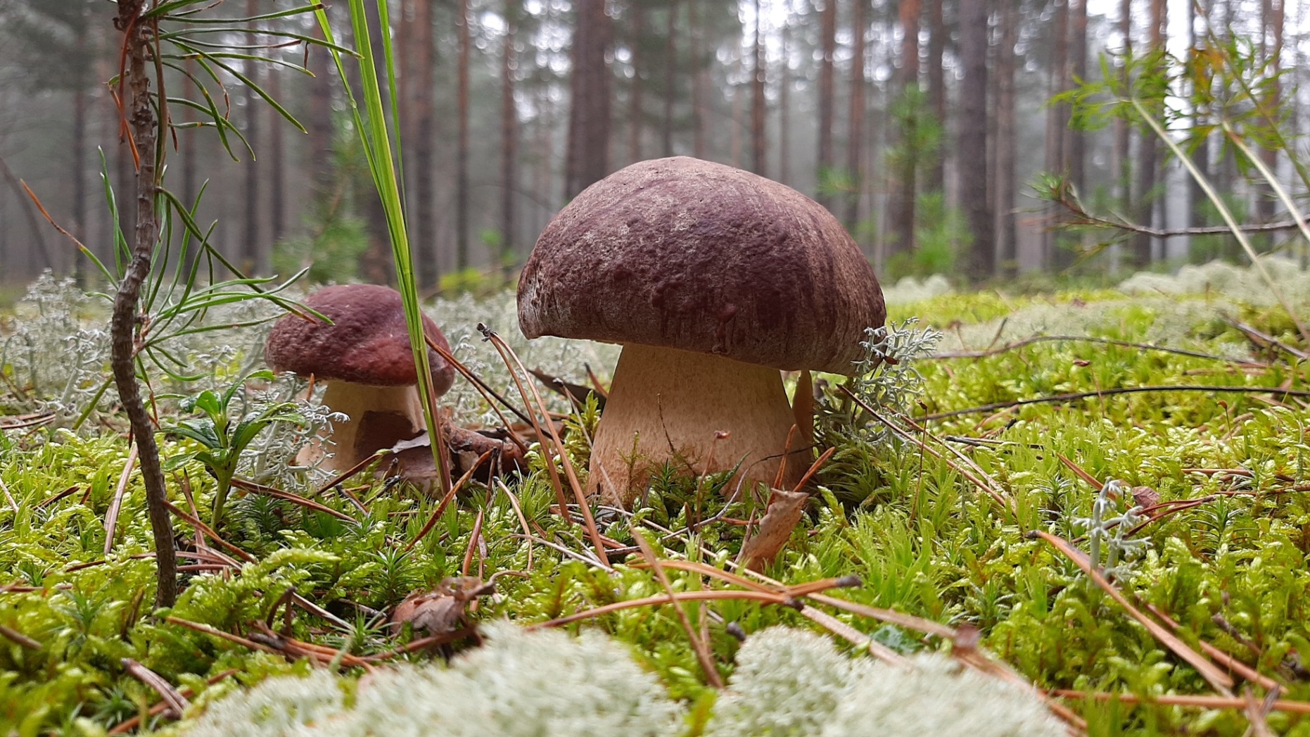 ТЫ ЕМУ ВОЛШЕБНОЕ СЛОВО, А ОН ТЕБЕ БЕЛЫЙ ГРИБ! Волшебный лес. Грибы в 2022 году смотреть онлайн