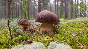 ТЫ ЕМУ ВОЛШЕБНОЕ СЛОВО, А ОН ТЕБЕ БЕЛЫЙ ГРИБ! Волшебный лес. Грибы в 2022 году