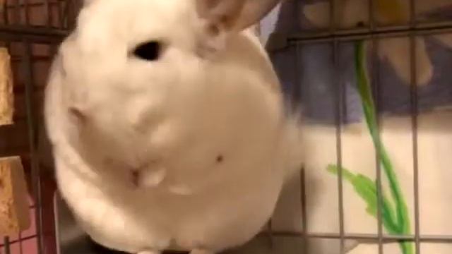 Шиншилла топает