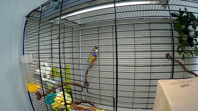 Скоро вылет, птенцам 21 день