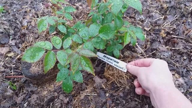 Розы из питомника Бутримовых ОБЗОР ОСЕННИХ посадок смотреть онлайн