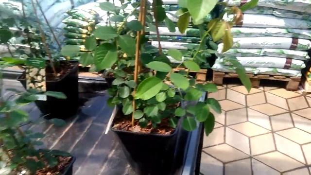 Садовый центр в Епіцентр Июнь Обзор Цветы с названиями