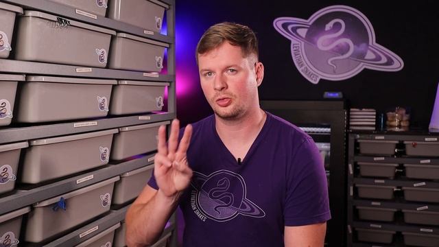 7 In Depth SECRETS to Growing on Social Media | Ball Python Business Tips смотреть онлайн