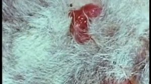 Чудо рождения кенгуру wmv