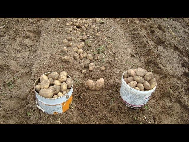 Как вырастить два урожая картофеля за сезон? смотреть онлайн