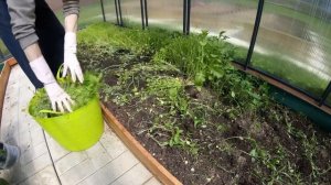 Уборка сидератов и что я посадил в теплице в 2021 году