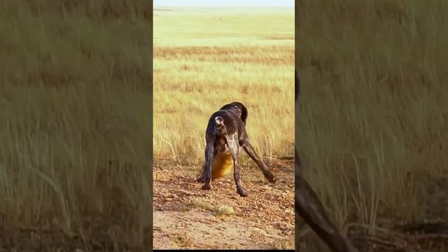 Охота на СУРКА #пановдмитрий смотреть онлайн