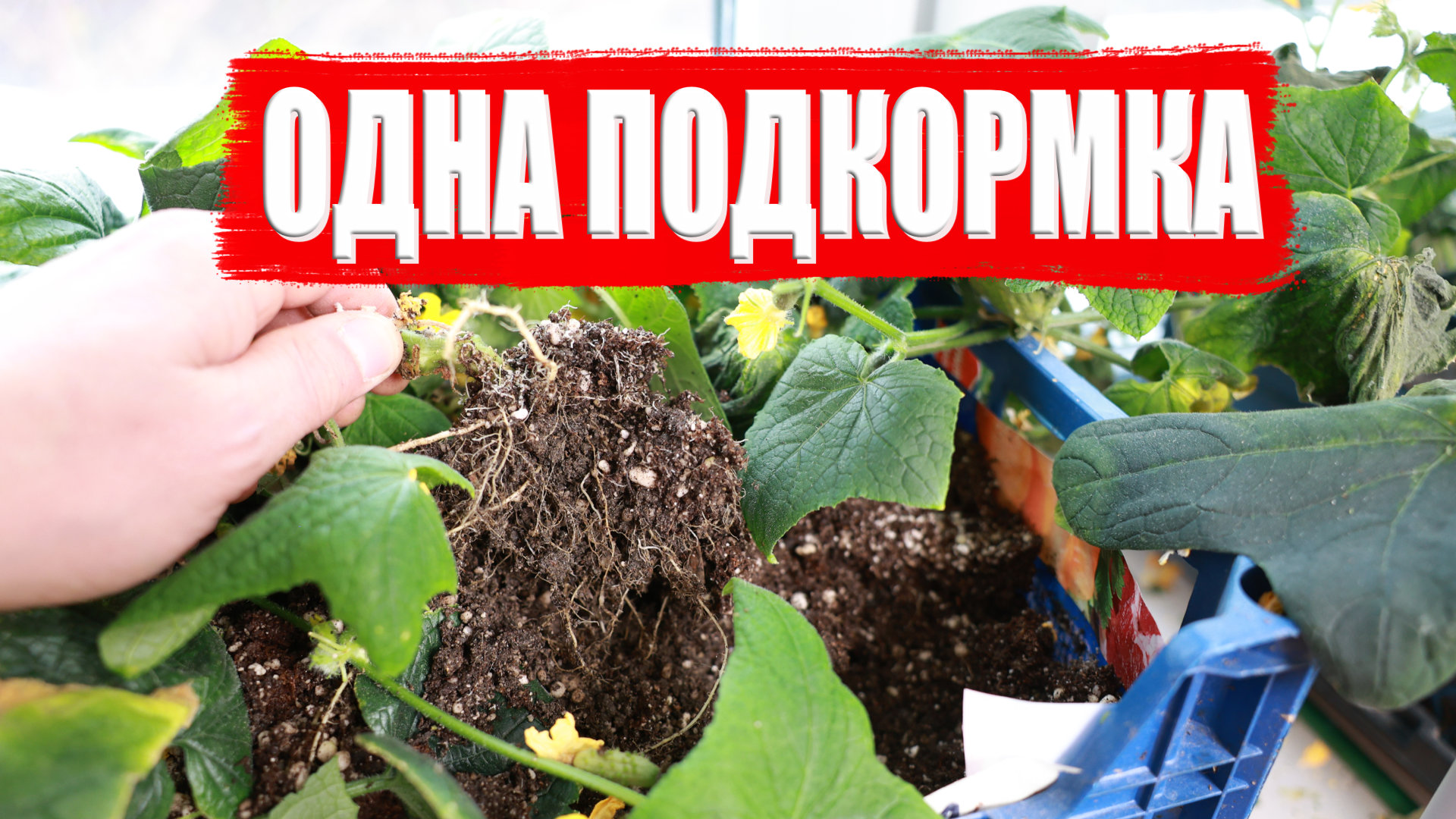 Одна подкормка и огурцы на окне