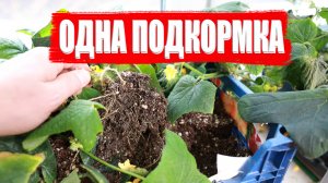 Одна подкормка и огурцы на окне