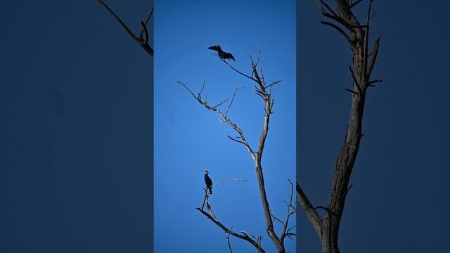 Баклани всілися на дерево смотреть онлайн