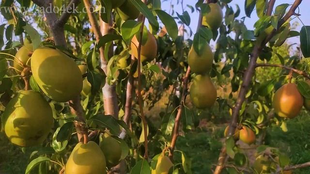 РЕКОРДСМЕН ПО УРОЖАЙНОСТИ. Груша Мария.