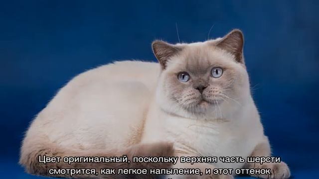Расцветки британских кошек: мраморная, бежевая, лиловая смотреть онлайн