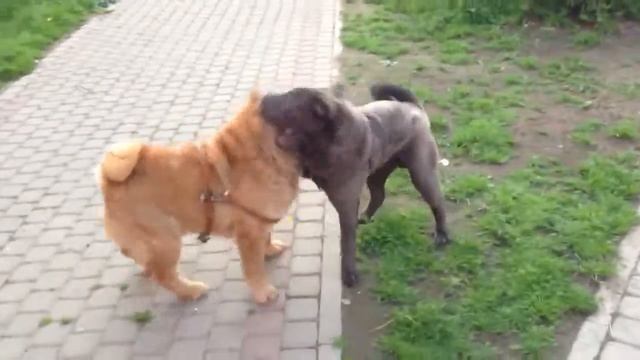 Тави и его новый друг шарпей!!! (Чау-Чау, Шарпей) смотреть онлайн