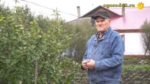 Как вырастить виноград из косточки? Эксперимент.