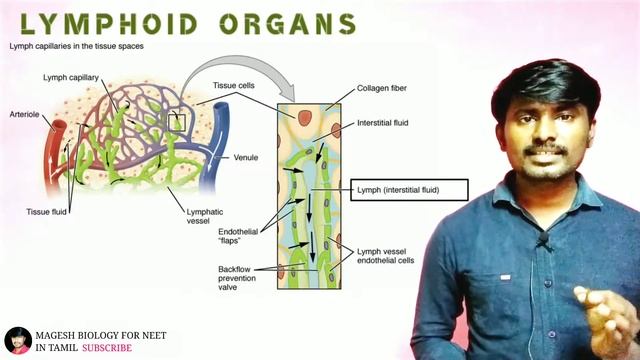 Lymphoid organs | Class 12 | Neet Biology @MAGESHBIOLOGY смотреть онлайн