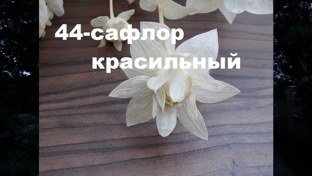 Предлагаю семена моих сухоцветов 2021 года. смотреть онлайн