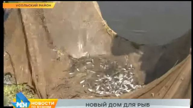 Тысячи мальков пеляди выпустили в Ангару в Усольском районе смотреть онлайн
