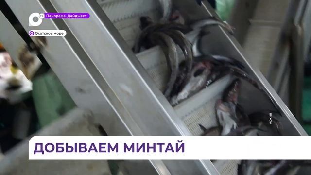 135 тысяч тонн минтая добыли приморские рыбаки с начала года смотреть онлайн