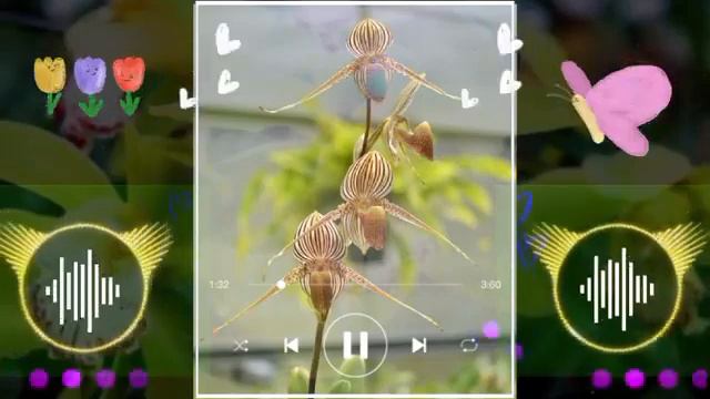 The Most Beautiful Rothschild's Slipper Orchid Flower in the World Price 240,000€ смотреть онлайн