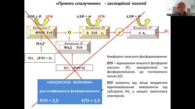 Енергетичний обмін. 4.  Окисне фосфорилювання