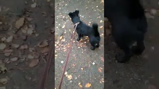 Фунтик Горный щит 1 смотреть онлайн